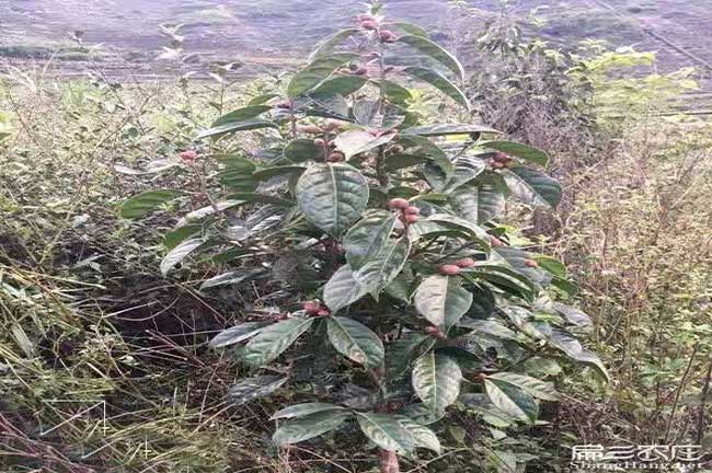 婁底紅花油茶苗