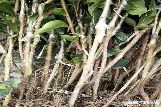 婁底油茶苗多少錢一珠