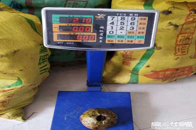 婁底大果油茶