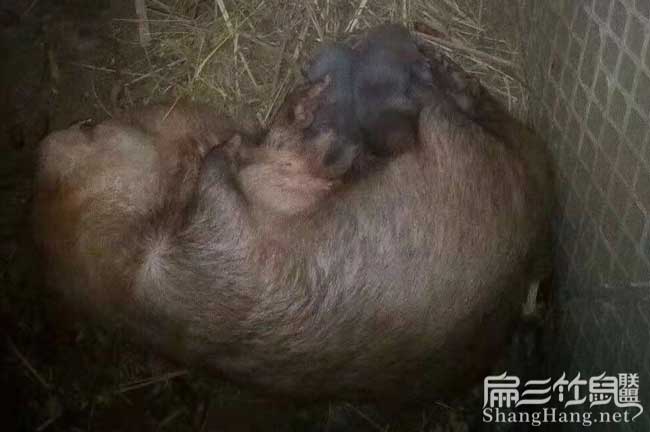 竹鼠養(yǎng)殖技術(shù)