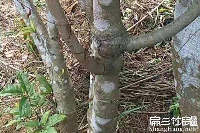 鴨腳木種植