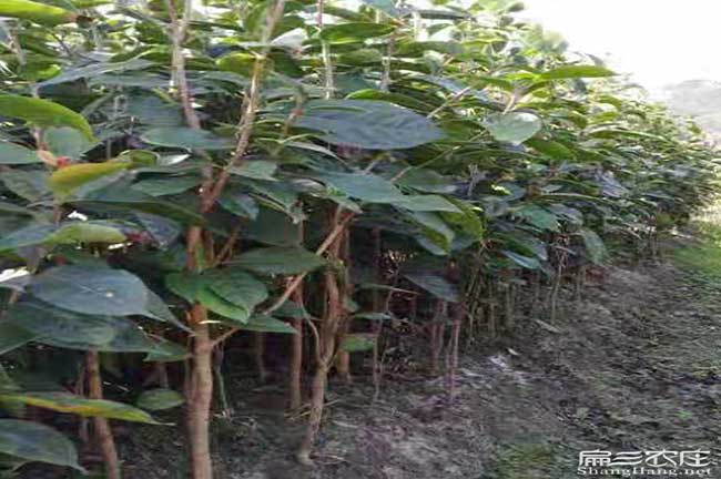 婁底油茶苗基地