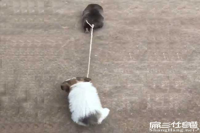 桂林竹鼠養(yǎng)殖基地
