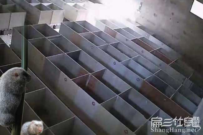 竹鼠養(yǎng)殖基地