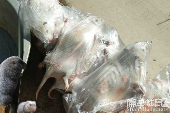特大竹鼠豚鼠種苗300對(duì) 石家莊養(yǎng)殖竹鼠場(chǎng) 河北市場(chǎng)怎么樣