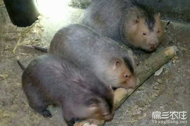 廣西養(yǎng)竹鼠包技術(shù)