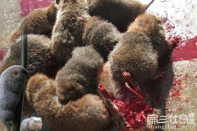 貴州現(xiàn)殺竹鼠