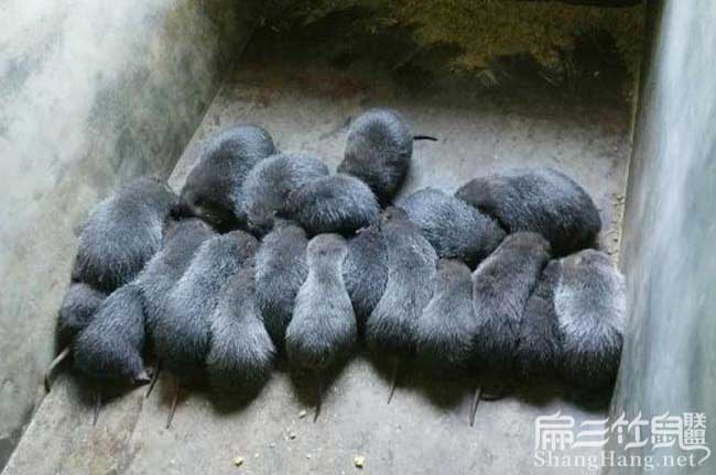龍巖竹鼠種苗