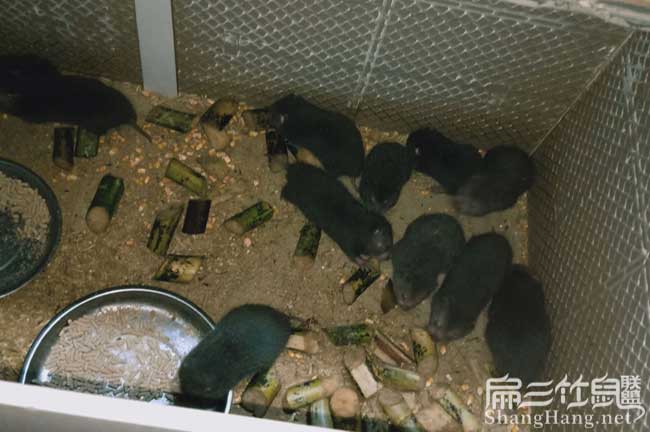 三江竹鼠批發(fā)