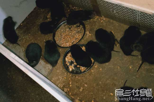 浙江竹鼠種苗批發(fā)