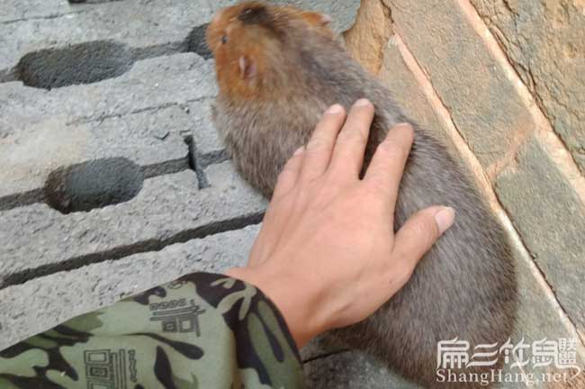廣東竹鼠批發(fā)