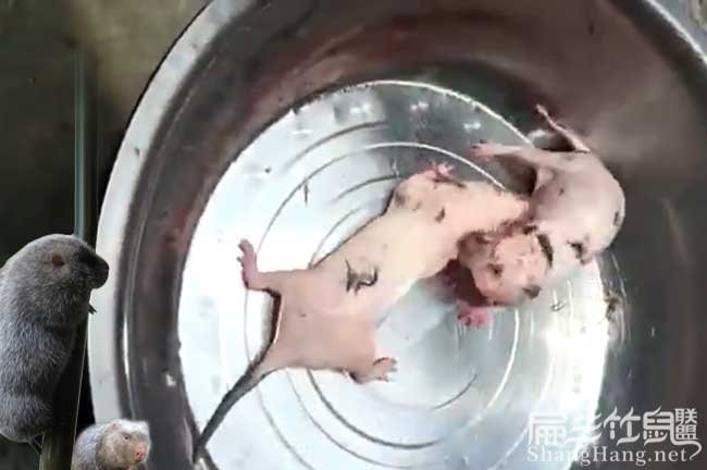 想養(yǎng)竹鼠先找竹鼠種苗銷售問題的請進(jìn) 2024養(yǎng)殖技術(shù)是關(guān)鍵