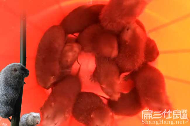 浙江竹鼠種苗清場