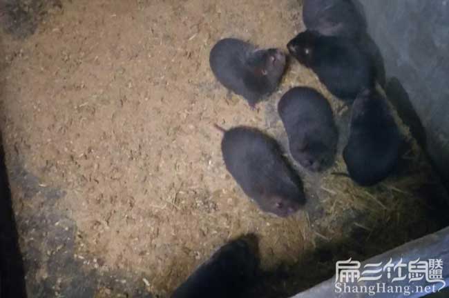 馬山竹鼠繁殖基地