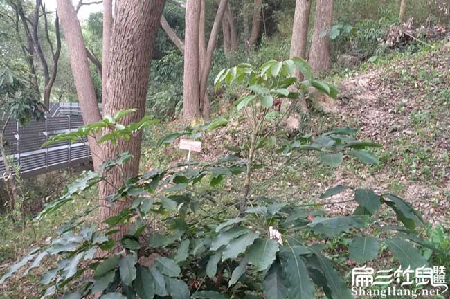在晉江菜市場為什么沒 在晉江菜市場為什么沒