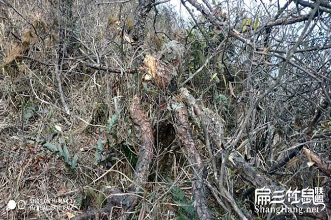 北方能(可以)養(yǎng)殖竹 北方能(可以)養(yǎng)殖竹