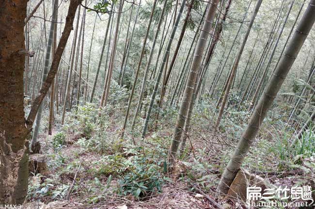 鼓樓相對南方地區(qū)來說