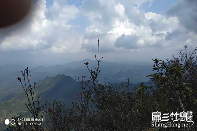 比利時(shí)、那龍花兔竹鼠種