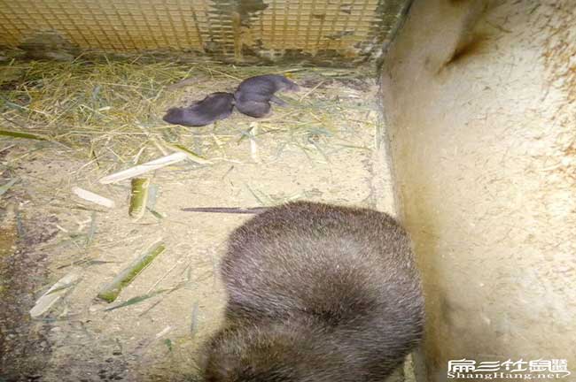 光澤肚子鼓鼓的、尾巴 光澤肚子鼓鼓的、尾巴