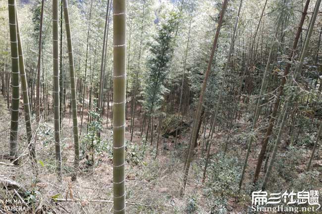 我在井岸想問一下在白 我在井岸想問一下在白