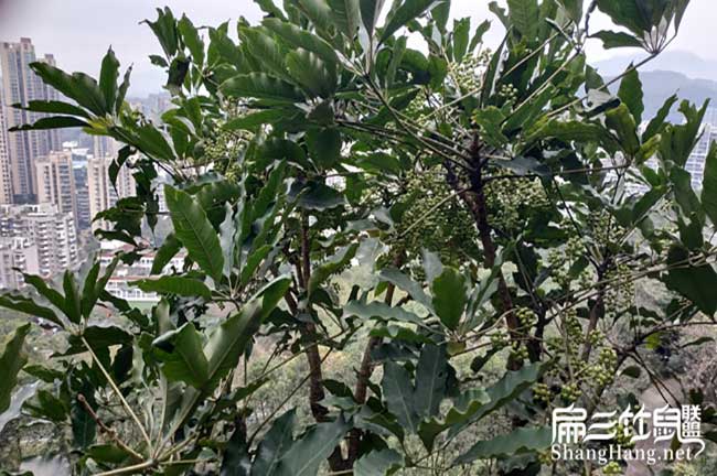 您好!我們里水扁山竹 您好!我們里水扁山竹