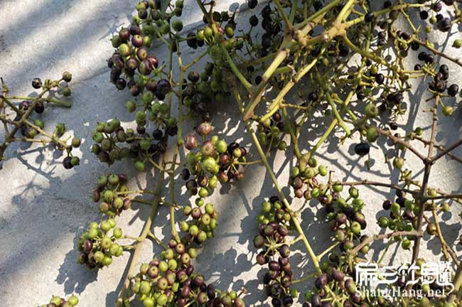 在農(nóng)村斗門養(yǎng)殖竹鼠一 在農(nóng)村斗門養(yǎng)殖竹鼠一