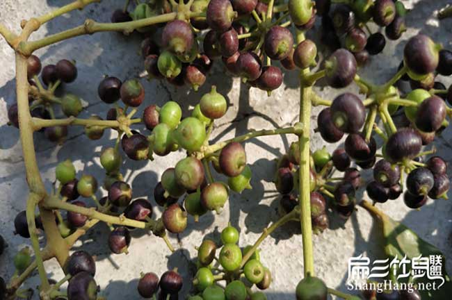 怎么養(yǎng)殖竹鼠在廈門? 怎么養(yǎng)殖竹鼠在廈門?