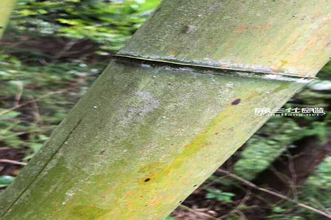 涵江扁山竹鼠聯(lián)盟鼠糧 涵江扁山竹鼠聯(lián)盟鼠糧
