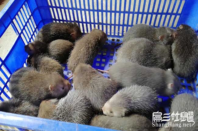 在柘林鎮(zhèn)養(yǎng)殖竹鼠容易