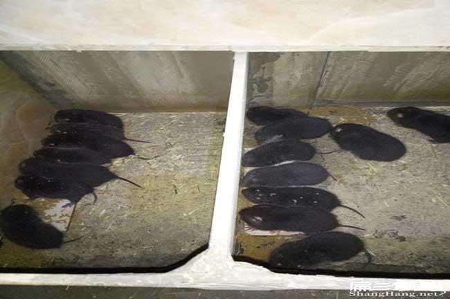 八點黑比利時兔、花兔竹鼠冬天 八點黑比利時兔、花兔竹鼠冬天