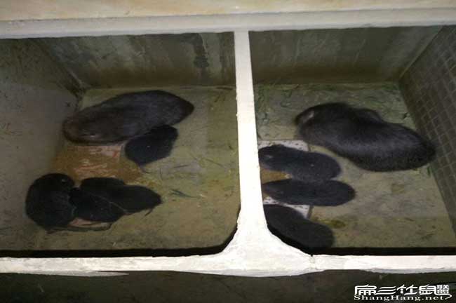 白蕉引種提前要整備好 白蕉引種提前要整備好