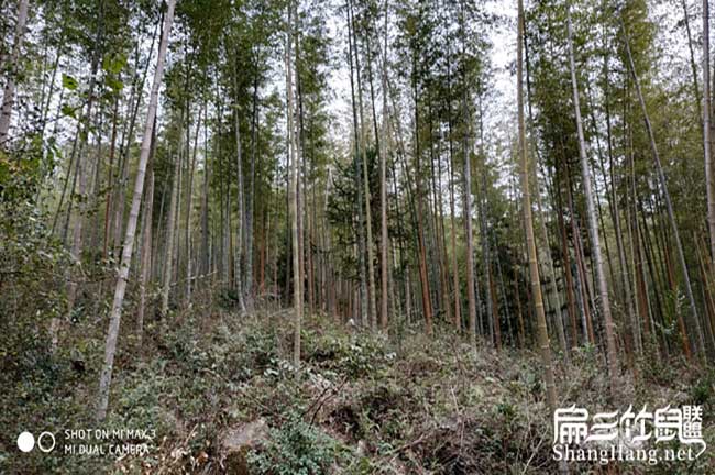 竹子種植