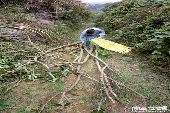 您好!我們河西扁山竹 您好!我們河西扁山竹