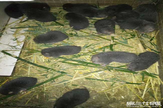 竹鼠田乾廠家直銷、烤 竹鼠田乾廠家直銷、烤