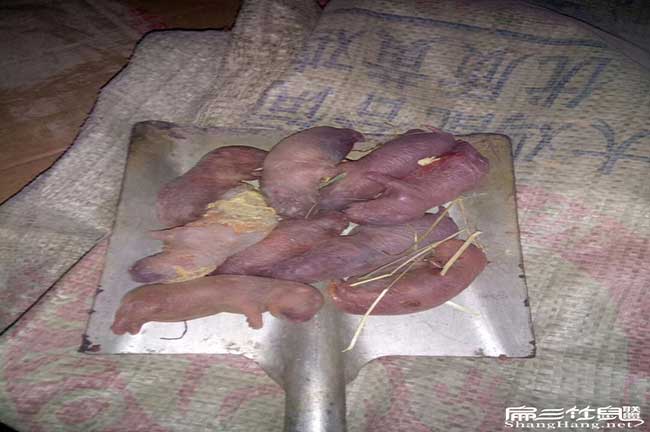 汕頭肚子鼓鼓的、尾巴 汕頭肚子鼓鼓的、尾巴