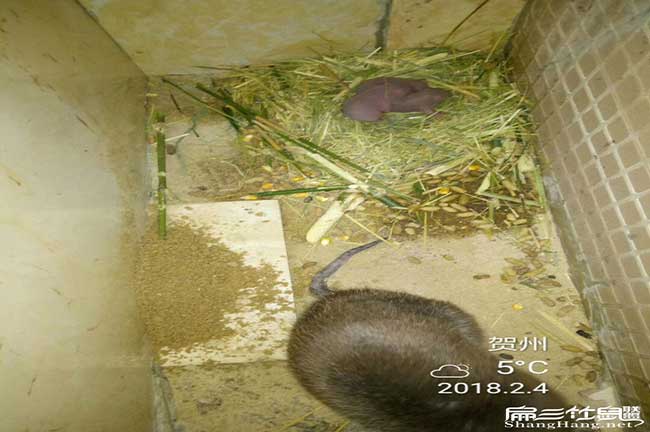 城廂引種提前要整備好 城廂引種提前要整備好