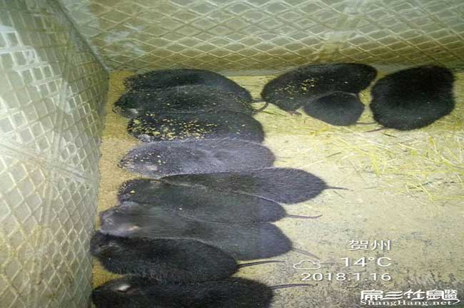 比利時、北團花兔竹鼠種 比利時、北團花兔竹鼠種