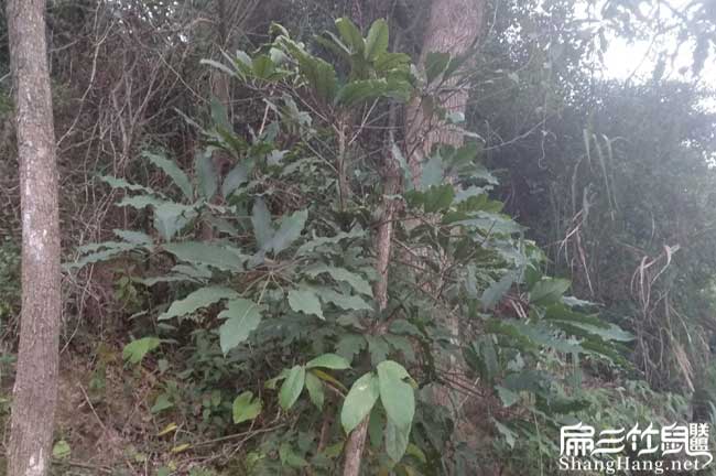 竹鼠養(yǎng)殖騙局宣和竹鼠 竹鼠養(yǎng)殖騙局宣和竹鼠