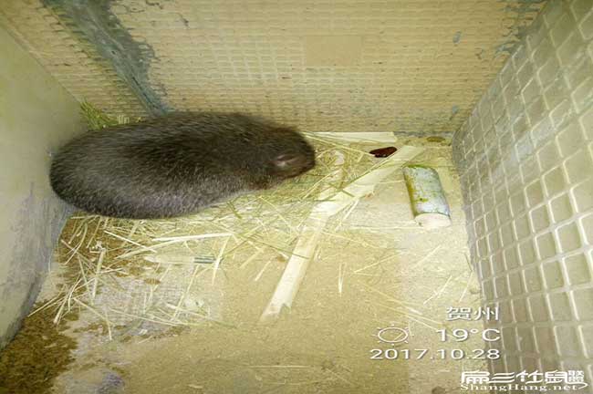 竹鼠北慣廠家直銷、烤