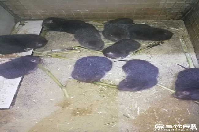 寧德竹鼠拉稀、掉牙、 寧德竹鼠拉稀、掉牙、