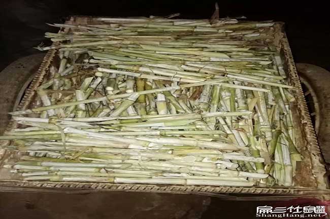 福建竹鼠養(yǎng)殖