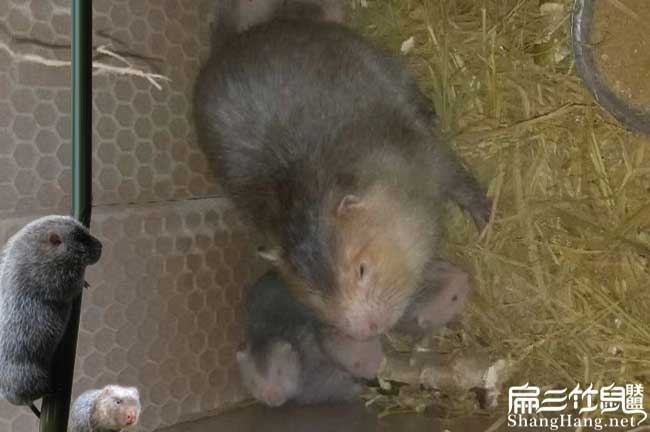 江門竹鼠 江門竹鼠
