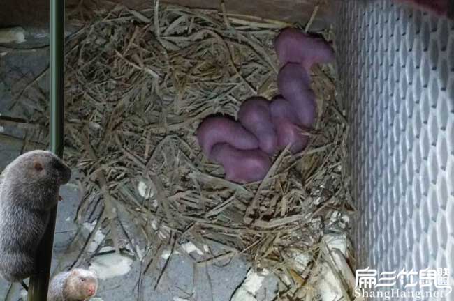如果在養(yǎng)殖竹鼠建陽好 如果在養(yǎng)殖竹鼠建陽好