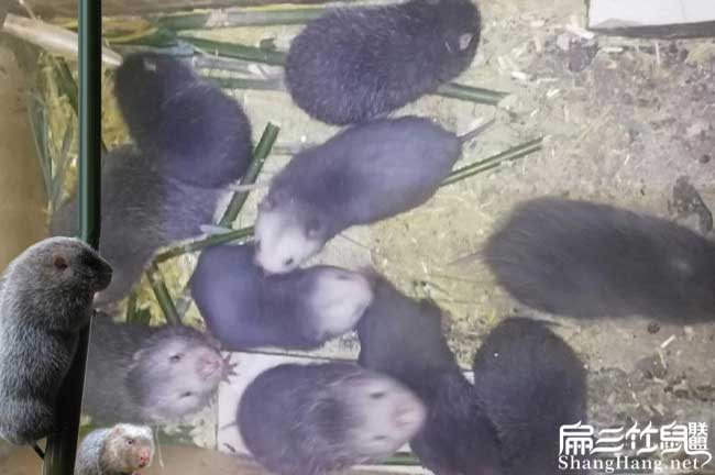 和你們上機縣扁山農(nóng)業(yè) 和你們上機縣扁山農(nóng)業(yè)