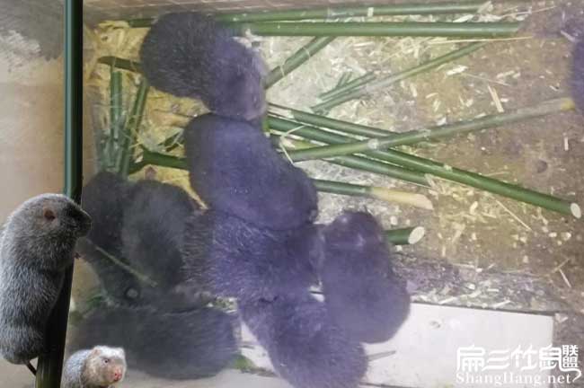 如果在養(yǎng)殖竹鼠尤溪好 如果在養(yǎng)殖竹鼠尤溪好
