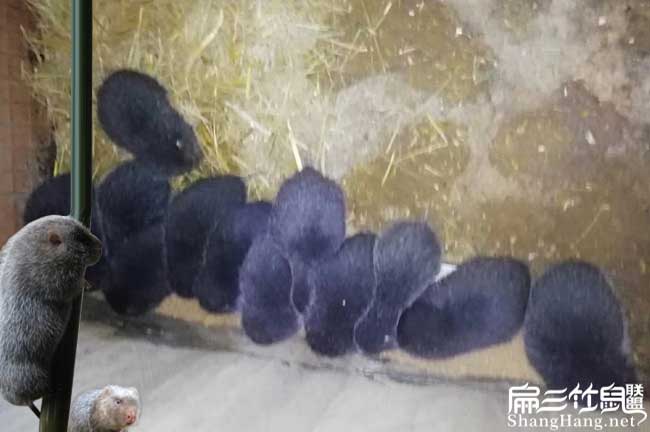 竹鼠在百合養(yǎng)殖一般銷 竹鼠在百合養(yǎng)殖一般銷