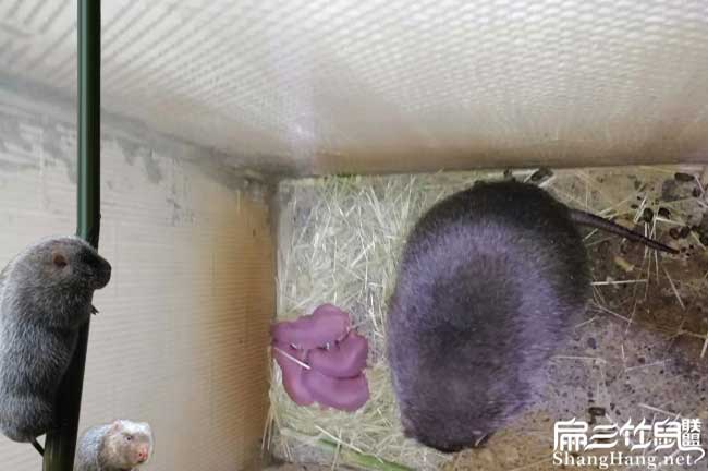 陸河竹鼠拉稀、掉牙、 陸河竹鼠拉稀、掉牙、