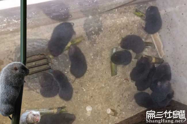 比利時(shí)、河唇花兔竹鼠種