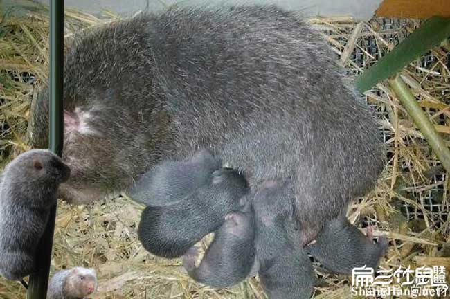 龍巖竹鼠價格