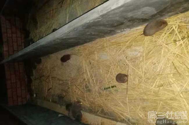 大型竹鼠養(yǎng)殖場
